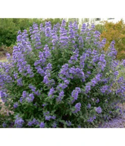Bartblume 'Blue Knight' -Gartenserien Verkaufsgeschäft 7091101 BildFS 001 BartblumeCaryopClanBlueBallon