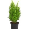Scheinzypresse 'Snow White' -Gartenserien Verkaufsgeschäft 7109762 WE FS 001 ChamaecyparisScheinzypresseSnowWhite9C