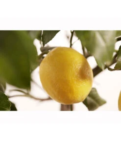 Meyer-Zitrone -Gartenserien Verkaufsgeschäft 7118417 PR DE 001 CitrusLemonMeyerStammT20DehnerExpressZS