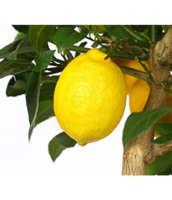 Meyer-Zitrone -Gartenserien Verkaufsgeschäft 7118417 WE DE 001 CitrusMeyeriT20DehnerExpressHerzig