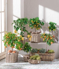 Dehner Gourmet Garten Goldsalbei 7 Dehner Gourmet Garten Goldsalbei -Gartenserien Verkaufsgeschäft 7119696 WE MO 001 CitrusGoldsalbei