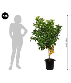 XXL Zitrone, Ca. 155-165 Cm -Gartenserien Verkaufsgeschäft 7120405 WE BG 001 XXLZitrone