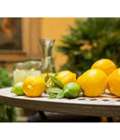 XXL Zitrone, Ca. 155-165 Cm -Gartenserien Verkaufsgeschäft 7120942 PR MO 012 CitrusLimonZitroneMediterran Brunnen