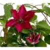 Waldrebe - Clematis, Rot, Rankhilfe -Gartenserien Verkaufsgeschäft 7123953 WE DE 001 ClematisRotWaldrebe3LDehnerExpressHerzig