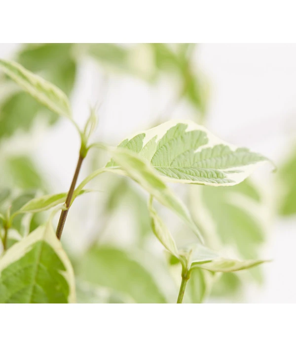 Weißbunter Hartriegel 'Argenteomarginata' 5 Weißbunter Hartriegel 'Argenteomarginata' - Image 3