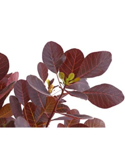 Roter Zwerg-Perückenstrauch 'Lilla' -Gartenserien Verkaufsgeschäft 7149610 PR DE 001 PerueckenstrauchCotinusRoyalZwergLila3LDehnerExpressHerzig