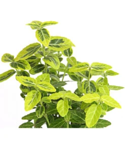 Kriech-Spindelstrauch 'Emerald'n Gold' -Gartenserien Verkaufsgeschäft 7176969 WE DE 003 EuonymusSpindelstrauchFortuneiEmeraldGold9CDehnerExpressHerzig