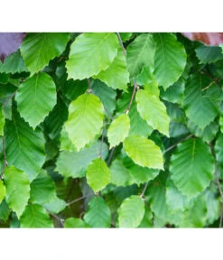 7 Meter Rotbuche, 14 X Ca. 200-225 Cm -Gartenserien Verkaufsgeschäft 7185077 FagusSylvaticaDetailLuckner