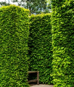 7 Meter Rotbuche, 14 X Ca. 200-225 Cm -Gartenserien Verkaufsgeschäft 7185093 WE MO 002 RotbucheFagusSylvatica