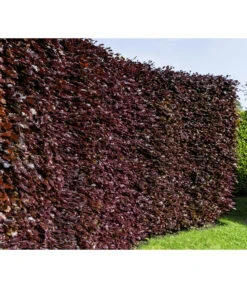 10 Meter Blutbuche ‘Purpurea‘, 50 X 100-125 Cm 8 10 Meter Blutbuche ‘Purpurea‘, 50 X 100-125 Cm -Gartenserien Verkaufsgeschäft 7185523 WE MO 001 FagusSylvaticaPurpureaLuckner