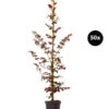 10 Meter Blutbuche ‘Purpurea‘, 50 X 100-125 Cm -Gartenserien Verkaufsgeschäft 7185531 WE FS 002 BlutbuchePurpurea50x