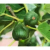 Feige 'Pfälzer Fruchtfeige' 1 Feige 'Pfälzer Fruchtfeige' -Gartenserien Verkaufsgeschäft 7186448 WE DE 002 PfaelzerFruchtfeige