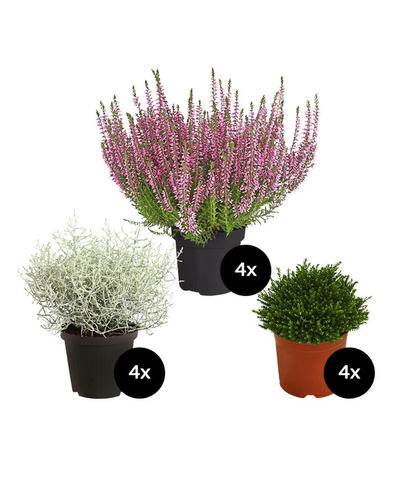 Grabpflanzen-Set In Erinnerung, 12-teilig 3 Grabpflanzen-Set In Erinnerung, 12-teilig