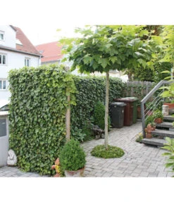 Hecke Am Laufenden Meter® 'Woerneri' - Efeu, Ca. 200 Cm -Gartenserien Verkaufsgeschäft 7208309 BildM 002 HederaHelixWoerneriHeckeAmLaufendenMeter