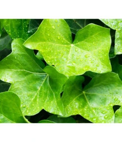 Irischer Efeu - Großblättriger Efeu -Gartenserien Verkaufsgeschäft 7209539 WE MO 011 EfeuHibernicaPixabay