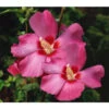 Hibiskus 'Silke' - Garten-Eibisch -Gartenserien Verkaufsgeschäft 7212228 BildFS 001 HibiscusSilkeGartenEibischHibSyrSilke