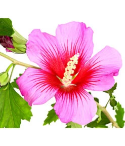 Hibiskus 'Silke' - Garten-Eibisch 7 Hibiskus 'Silke' - Garten-Eibisch -Gartenserien Verkaufsgeschäft 7212228 WE DE 001 HibiscusSyriacusSilkeRoseneibischHibiskus3LDehnerExpressHerzig