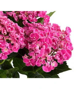 Garten-Hortensie 'Curly Wurly'