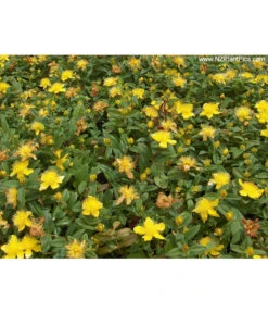 Niedriges Johanniskraut -Gartenserien Verkaufsgeschäft 7227937 Bild 001 HypCalycinumAllgreen