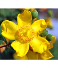 Niedriges Johanniskraut