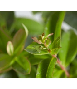 Niedriges Johanniskraut -Gartenserien Verkaufsgeschäft 7227937 WE DE 001 HypericumCalycinumDehnerExpressZS