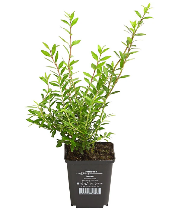 Heckenmyrte 3 Heckenmyrte