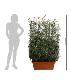 Purpur-Glanzmispel 'Glanzkopf', Ca. 170 Cm 8 Purpur-Glanzmispel 'Glanzkopf', Ca. 170 Cm -Gartenserien Verkaufsgeschäft 7305329 WE BG 002 PurpurGlanzmispelGlanzkopf170