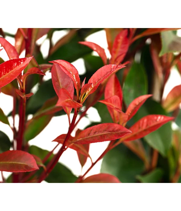 Purpur-Glanzmispel 'Glanzkopf', Ca. 170 Cm 6 Purpur-Glanzmispel 'Glanzkopf', Ca. 170 Cm - Image 4