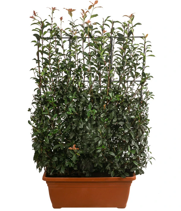 Purpur-Glanzmispel 'Glanzkopf', Ca. 170 Cm 3 Purpur-Glanzmispel 'Glanzkopf', Ca. 170 Cm