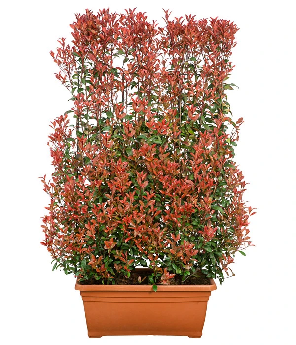 Purpur-Glanzmispel 'Glanzkopf', Ca. 170 Cm 4 Purpur-Glanzmispel 'Glanzkopf', Ca. 170 Cm - Image 2