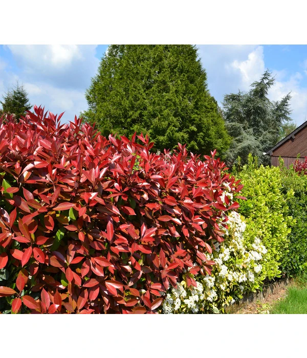 Purpur-Glanzmispel 'Red Robin' 4 Purpur-Glanzmispel 'Red Robin' - Image 2