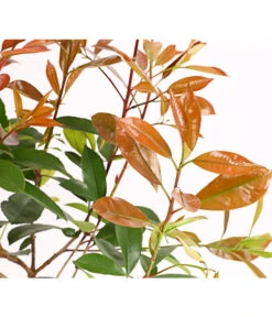 Purpur-Glanzmispel 'Red Robin' 8 Purpur-Glanzmispel 'Red Robin' -Gartenserien Verkaufsgeschäft 7305626 WE DE 001 PhotiniaGlanzmispelRedRobin2LDehnerExpressHerzig