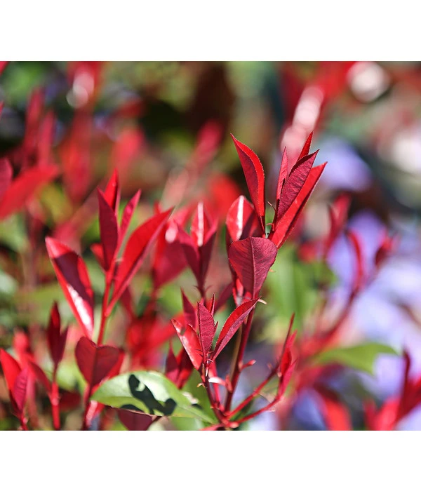 Purpur-Glanzmispel 'Red Robin' 6 Purpur-Glanzmispel 'Red Robin' - Image 4