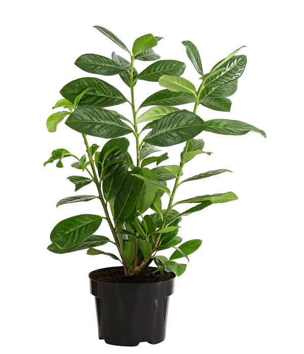 2-3 Meter Kirschlorbeer 'Novita', 10 X Ca. 40-50 Cm 4 2-3 Meter Kirschlorbeer 'Novita', 10 X Ca. 40-50 Cm - Image 2