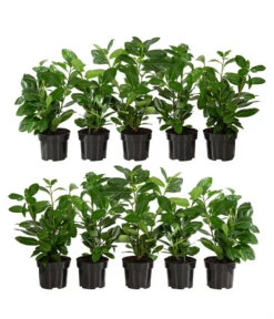 2-3 Meter Kirschlorbeer 'Novita', 10 X Ca. 40-50 Cm