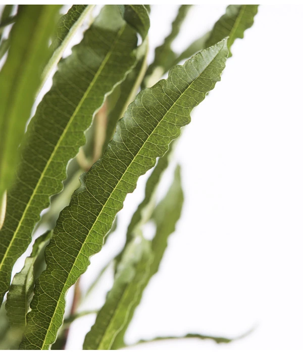 Säulen-Faulbaum - Farnblättriges Pulverholz 'Fine Line'® 4 Säulen-Faulbaum - Farnblättriges Pulverholz 'Fine Line'® - Image 2