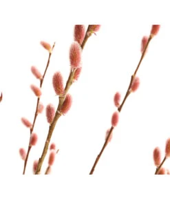 Rotkätzchenweide, Stämmchen 11 Rotkätzchenweide, Stämmchen -Gartenserien Verkaufsgeschäft 7461825 WE DE 001 SalixHaengekaetzchenRotkaetzchenStamm2LDehnerExpressHerzig