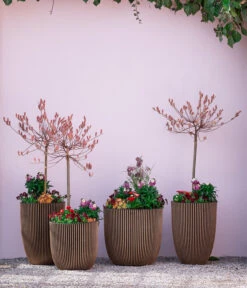 Rotkätzchenweide, Stämmchen 10 Rotkätzchenweide, Stämmchen -Gartenserien Verkaufsgeschäft 7461833 7461825 WE MO 001 RotkaetzchenStaemmchen