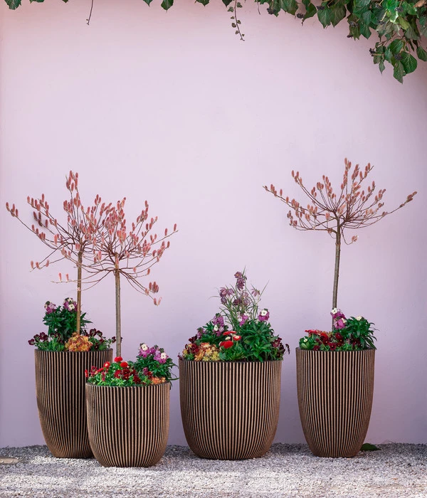 Rotkätzchenweide, Stämmchen 6 Rotkätzchenweide, Stämmchen - Image 4