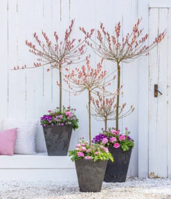 Rotkätzchenweide, Stämmchen 9 Rotkätzchenweide, Stämmchen -Gartenserien Verkaufsgeschäft 7461833 WE MO 001 RotkaetzchenWEideStaemmchen