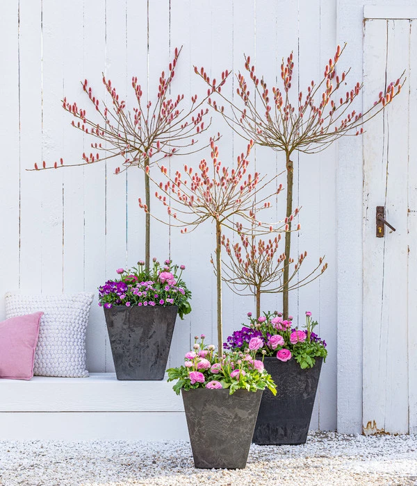 Rotkätzchenweide, Stämmchen 5 Rotkätzchenweide, Stämmchen - Image 3