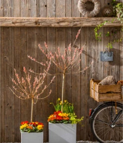 Rotkätzchenweide, Stämmchen 8 Rotkätzchenweide, Stämmchen -Gartenserien Verkaufsgeschäft 7461833 WE MO 002 SalixRotkaetchenGC022021