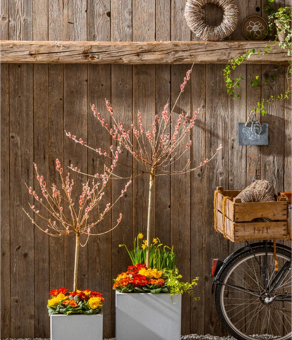 Rotkätzchenweide, Stämmchen 4 Rotkätzchenweide, Stämmchen - Image 2