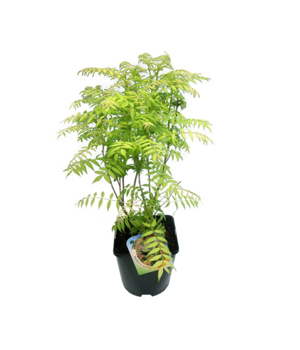 Fiederspiere 'Sem' 3 Fiederspiere 'Sem'