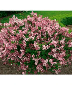 Chinesischer Zwerg-Flieder 'Palibin' -Gartenserien Verkaufsgeschäft 7489792 BildFS 001 ChinesischerZwergFliederSyrMeyeriPalibin