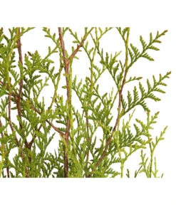 3 Meter Lebensbaum 'Brabant', 6 X Ca. 150-175 Cm -Gartenserien Verkaufsgeschäft 7511009 WE DE 001 LebensbaumThujaOccidentalisBrabant3L