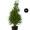 3 Meter Lebensbaum 'Brabant', 6 X Ca. 150-175 Cm -Gartenserien Verkaufsgeschäft 7512700 WE FS 002 LebensbaumBrabantThujaOccidentalis6x