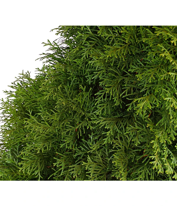 20 Meter Lebensbaum 'Smaragd', 80 X Ca. 40-60 Cm 7 20 Meter Lebensbaum 'Smaragd', 80 X Ca. 40-60 Cm - Image 5