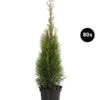 20 Meter Lebensbaum 'Smaragd', 80 X Ca. 40-60 Cm 2 20 Meter Lebensbaum 'Smaragd', 80 X Ca. 40-60 Cm -Gartenserien Verkaufsgeschäft 7516677 WE FS 003 LebensbaumThujsaOccidentalisSmaragd3L80x