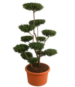 XXL Japanische Stechpalme, Ca. 150-175 Cm